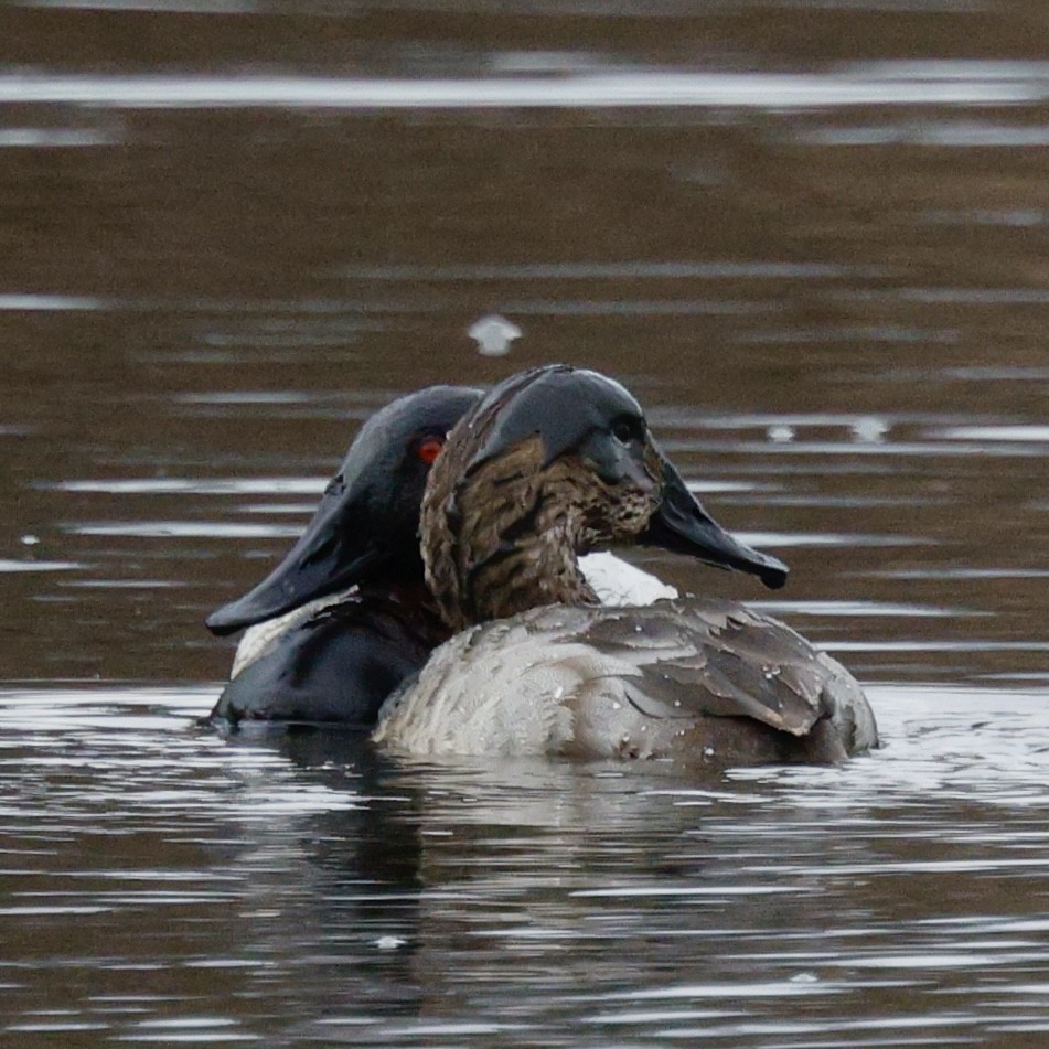 Canvasback - ML652174646