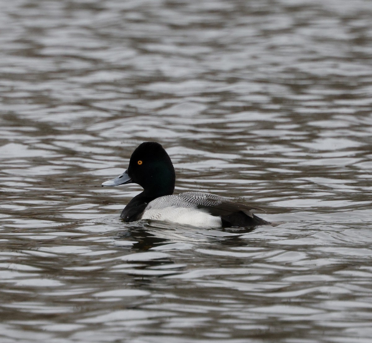 Canvasback - ML652174647