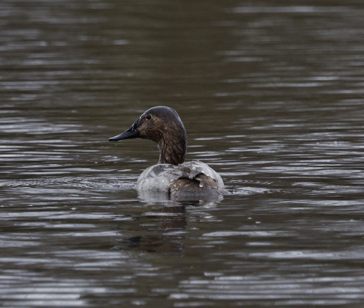 Canvasback - ML652174650