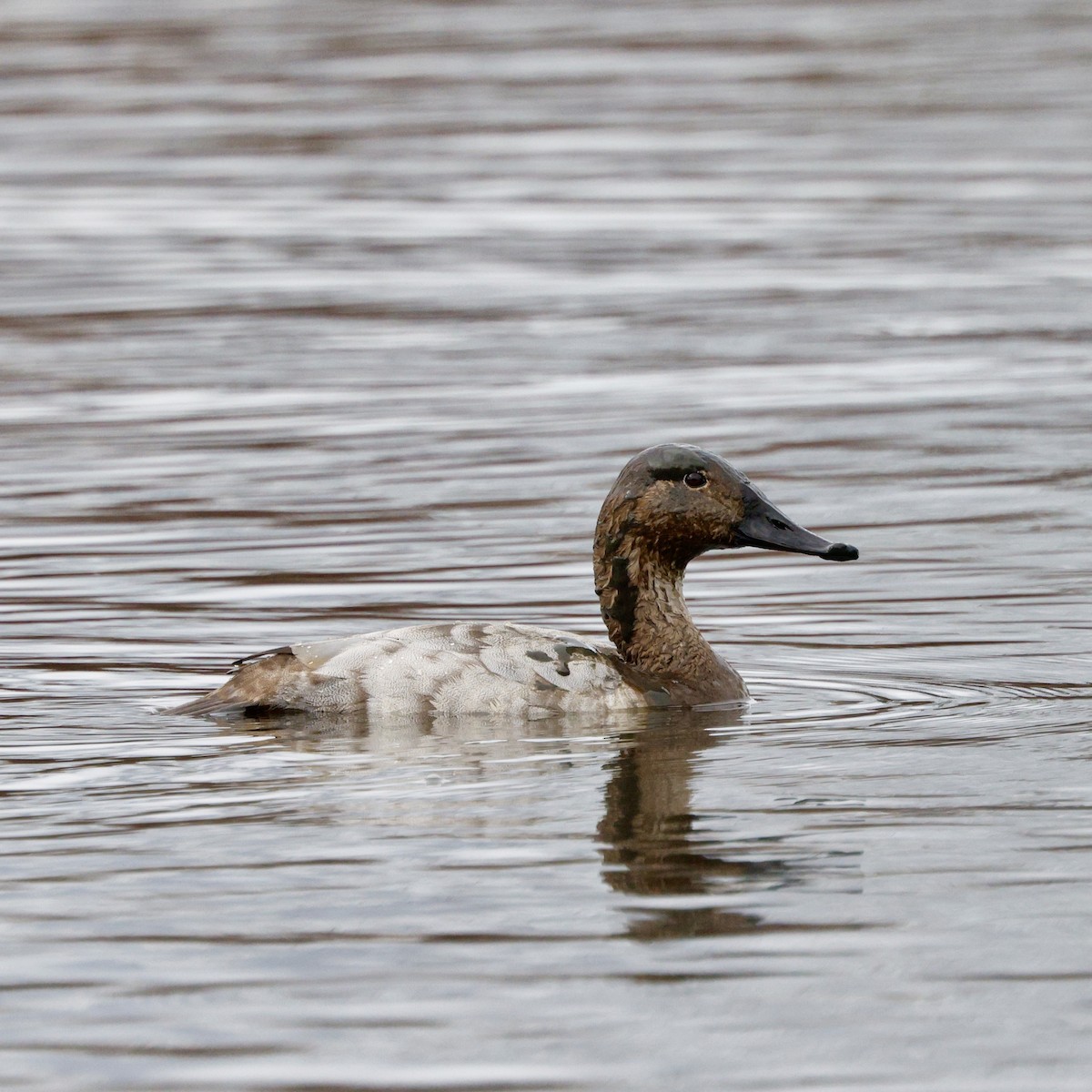 Canvasback - ML652174652