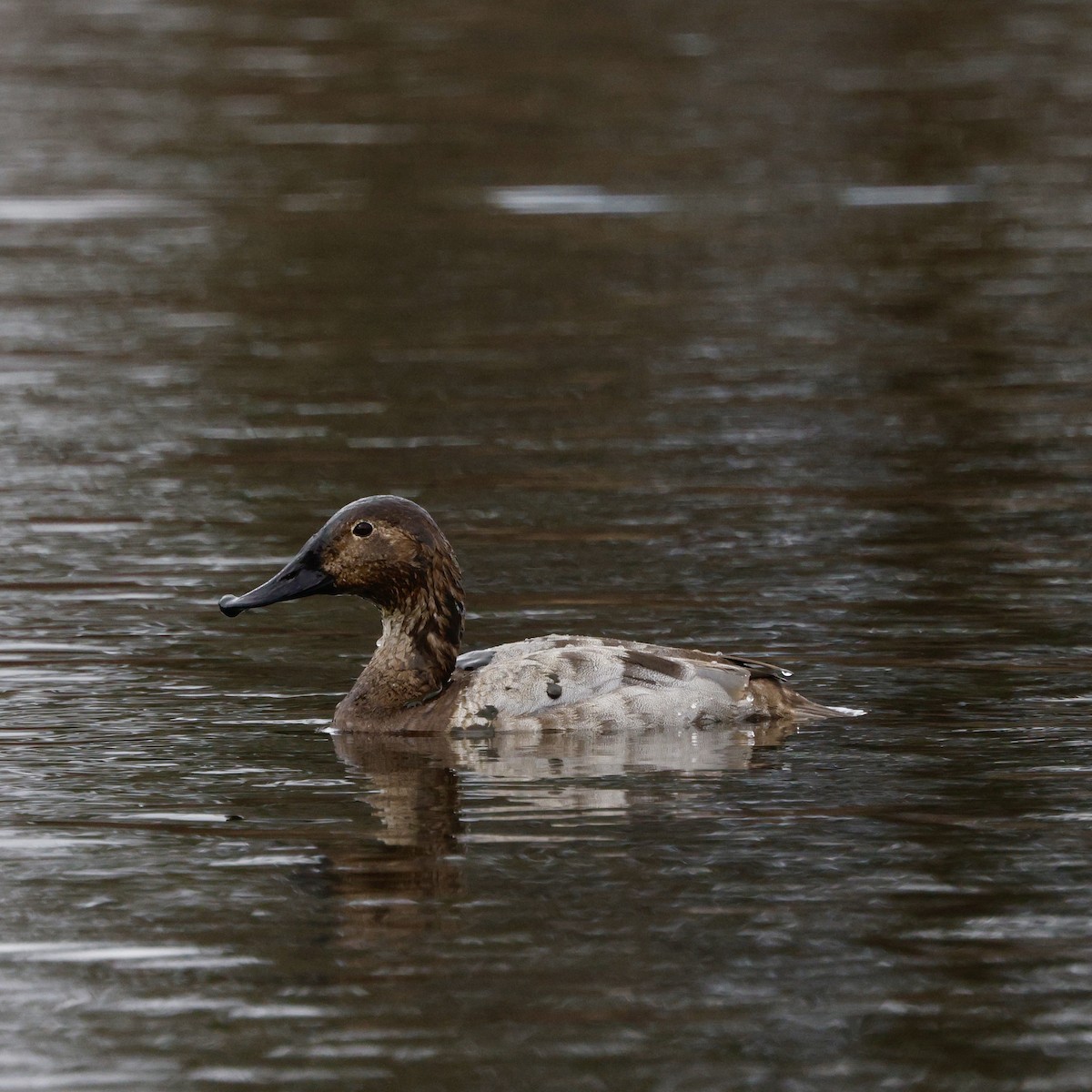 Canvasback - ML652174653