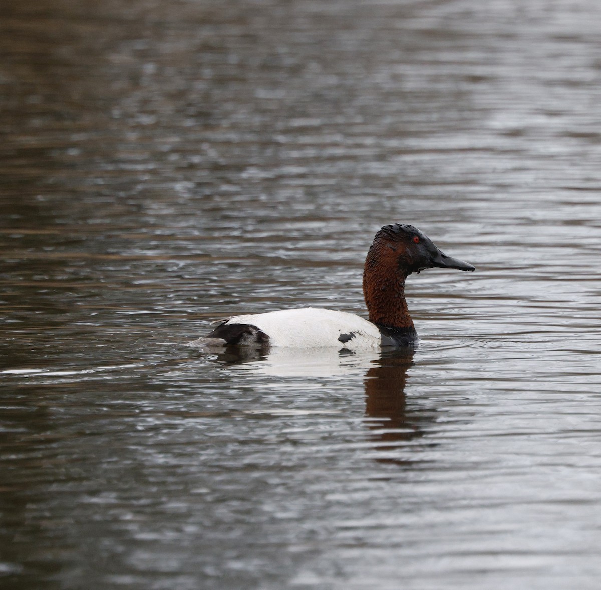 Canvasback - ML652174654