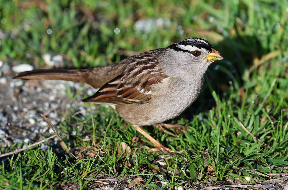 Chingolo Coroniblanco - ML652174818