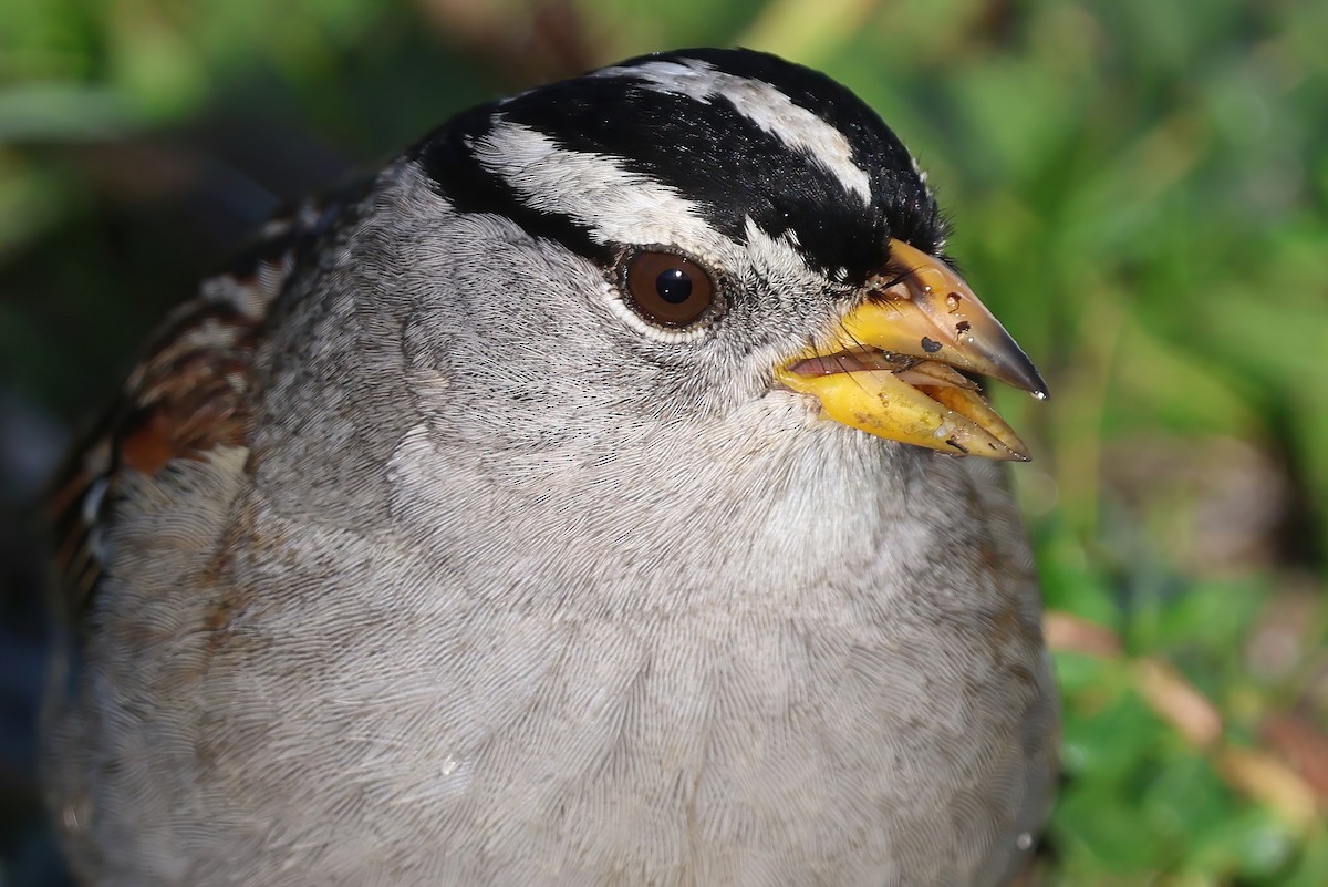 Chingolo Coroniblanco - ML652174943