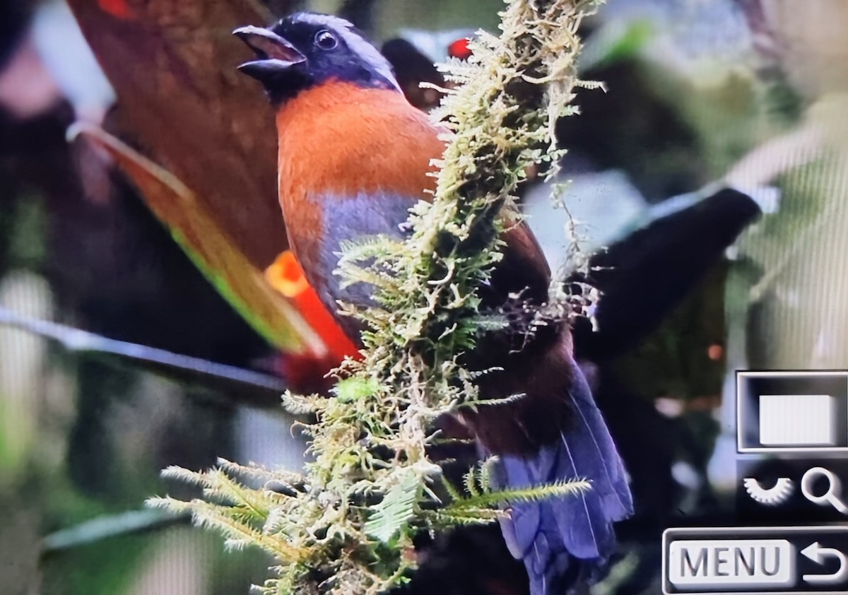 Tanager Finch - ML652175201