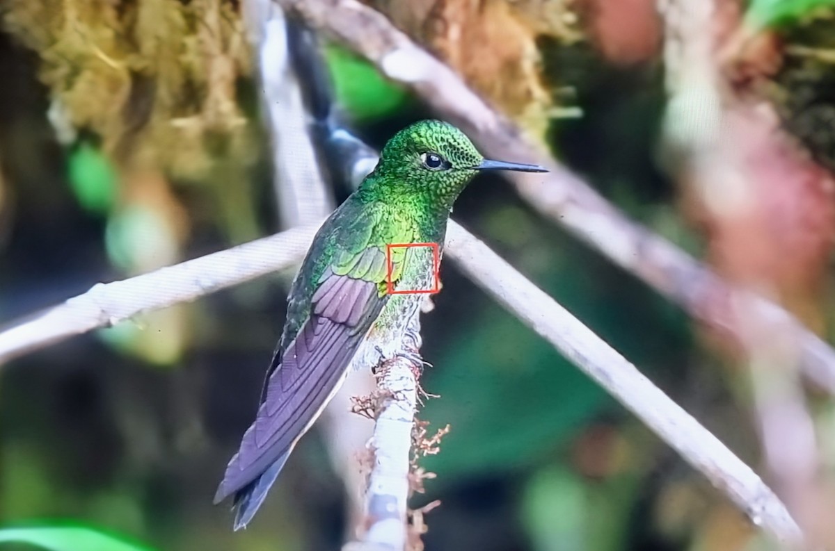 Buff-tailed Coronet - ML652175261