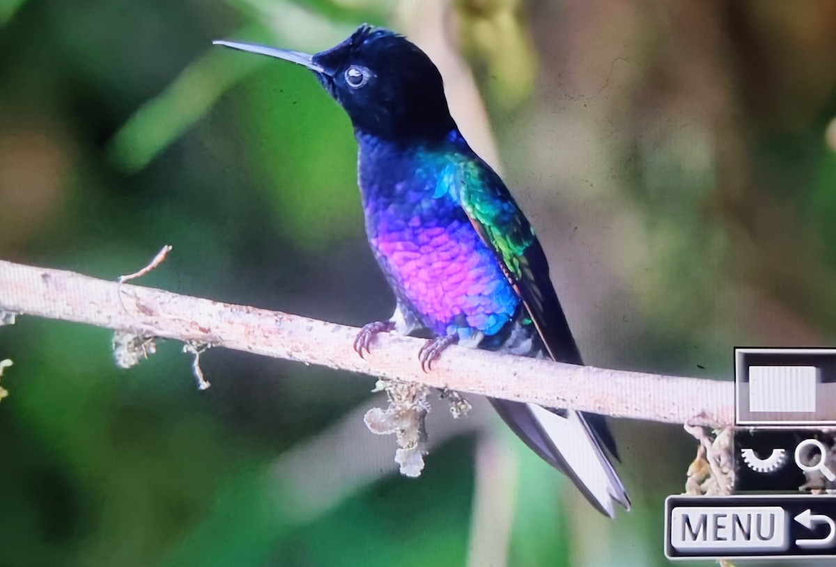 Velvet-purple Coronet - ML652175264