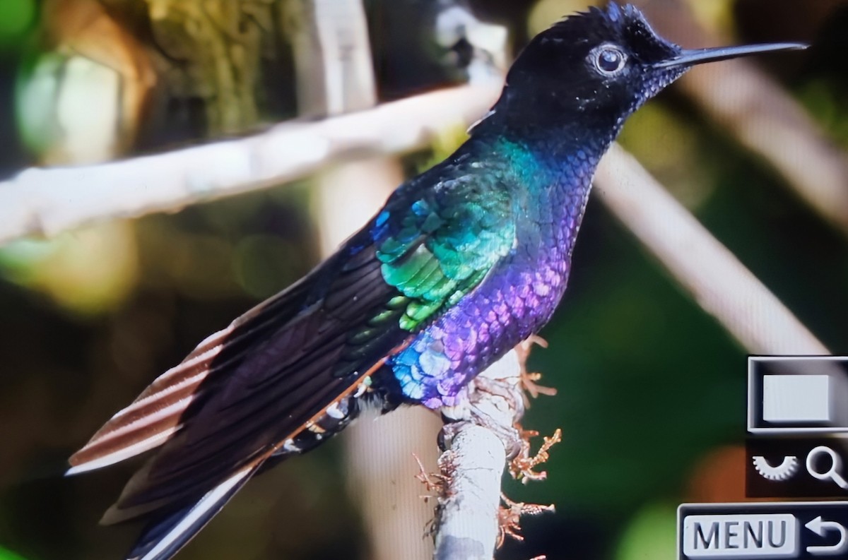 Velvet-purple Coronet - ML652175270