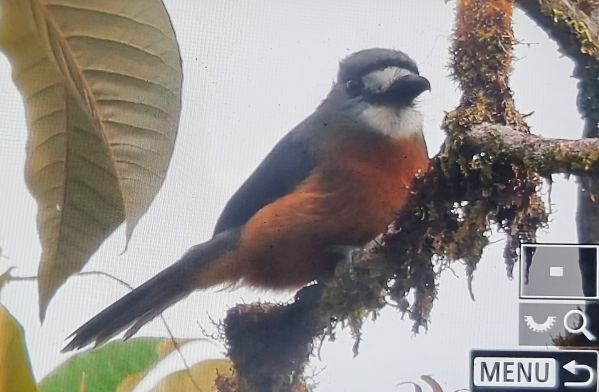 White-faced Nunbird - ML652175277