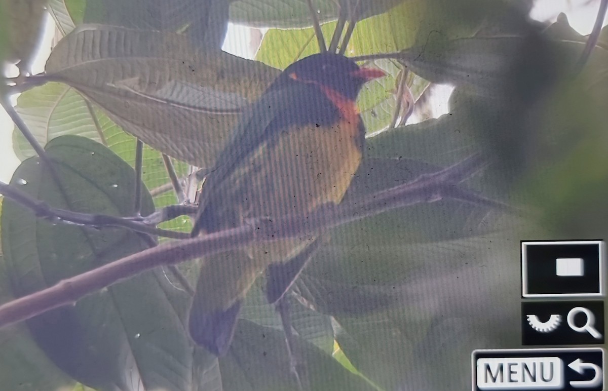 Orange-breasted Fruiteater - ML652175281