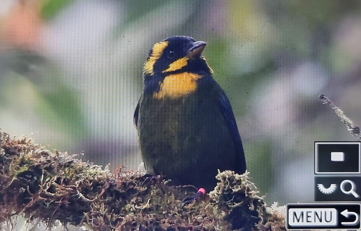 Gold-ringed Tanager - ML652175305