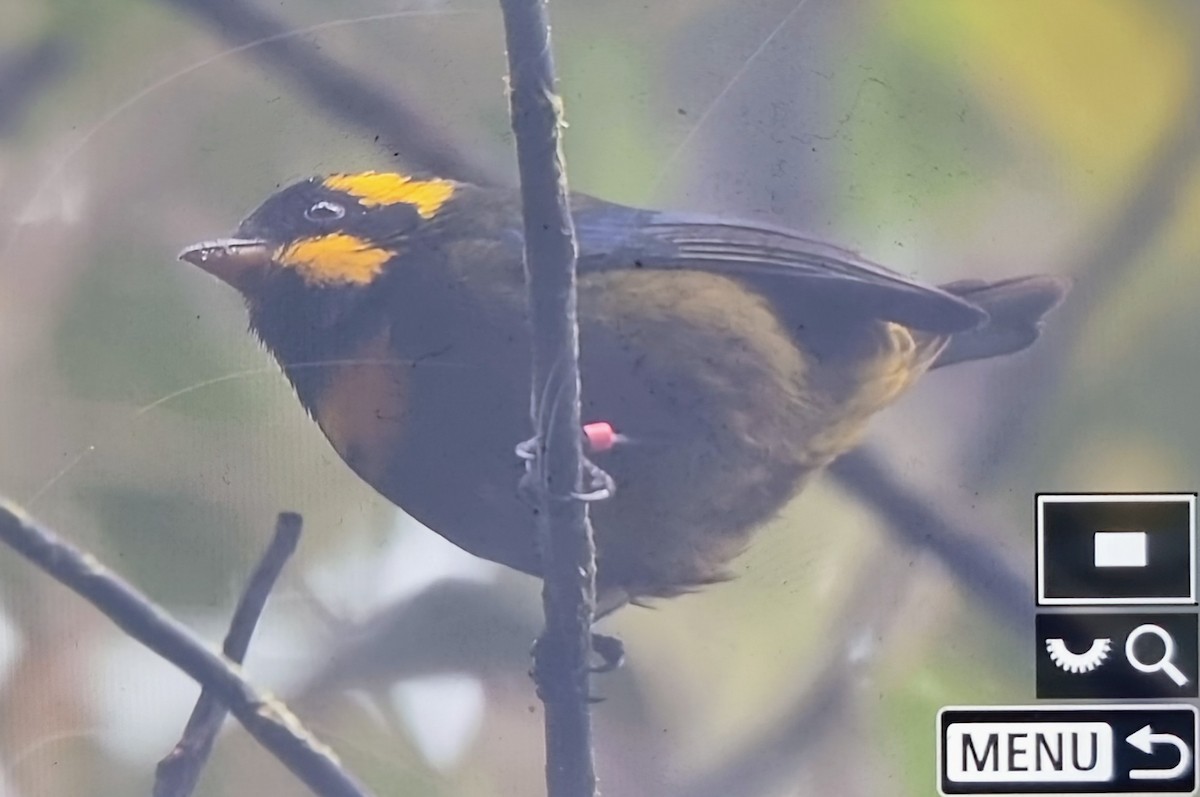 Gold-ringed Tanager - ML652175306
