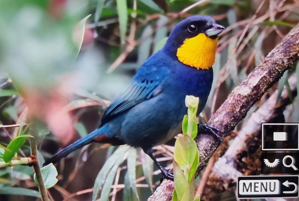 Purplish-mantled Tanager - ML652175347