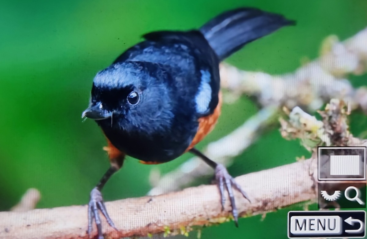 Chestnut-bellied Flowerpiercer - ML652175402