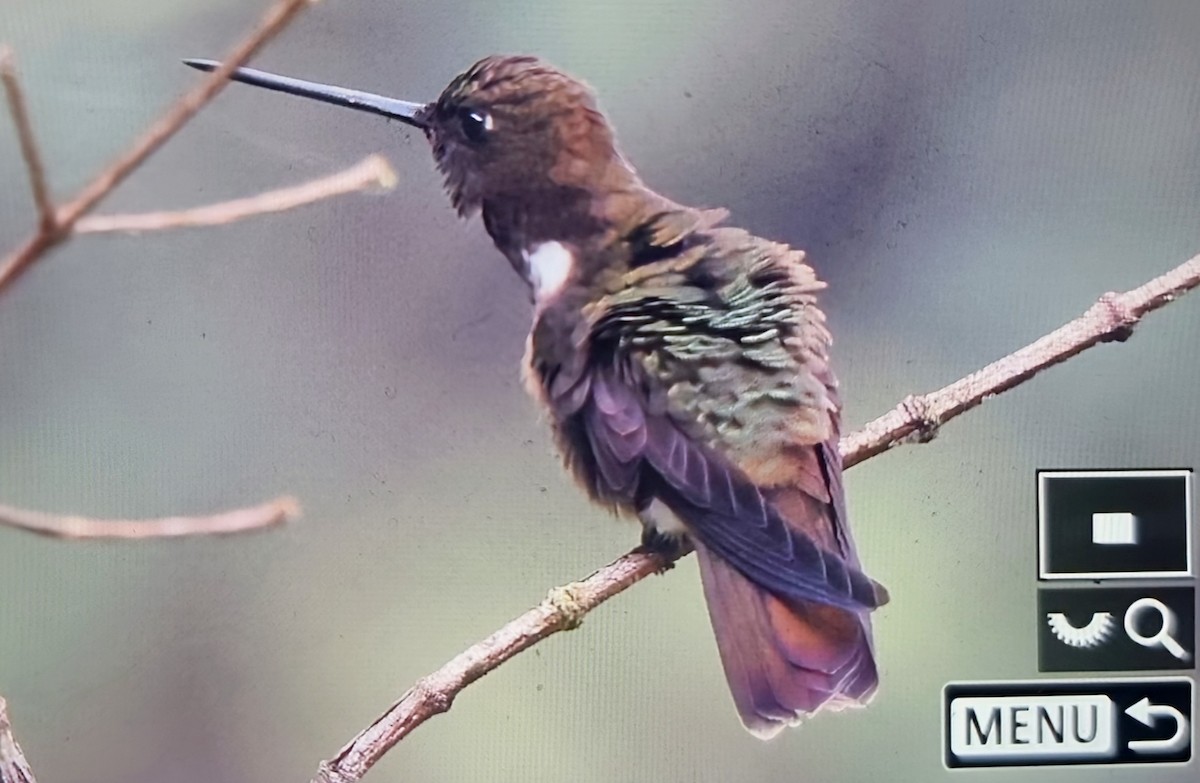 Brown Inca - ML652175491