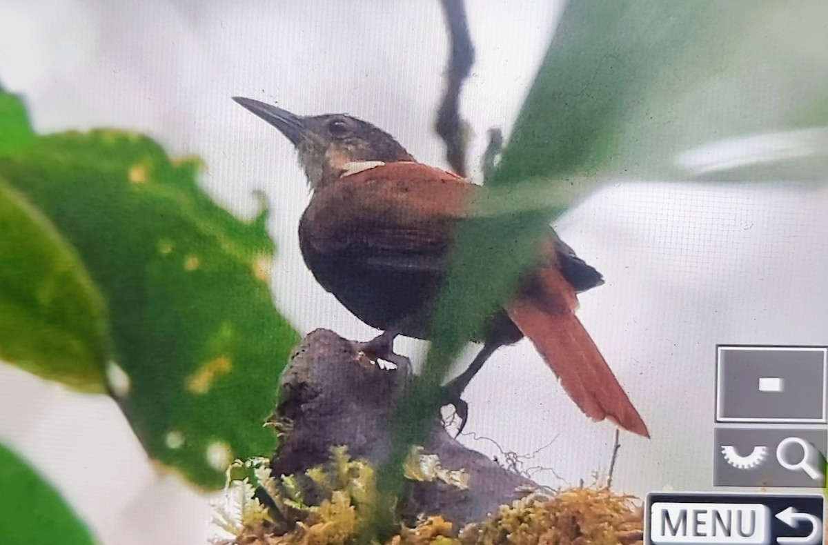 Pacific Tuftedcheek - ML652175496