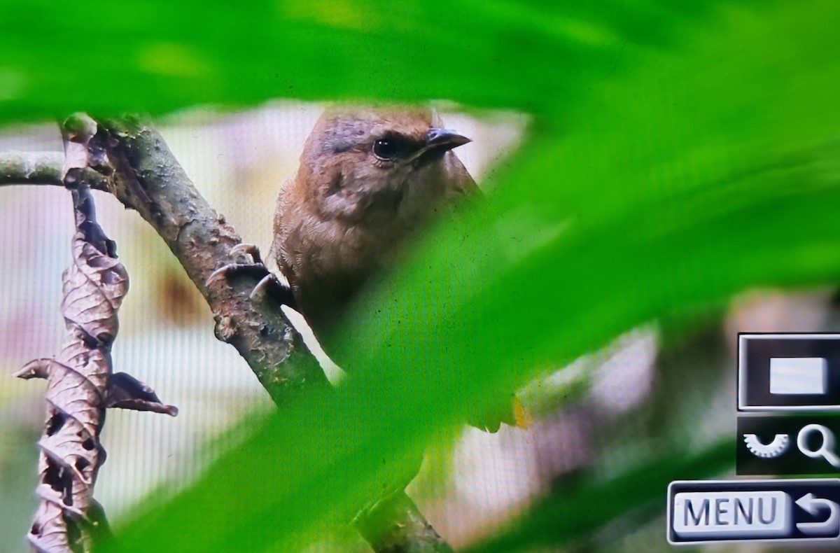 Sharpe's Wren - ML652175502