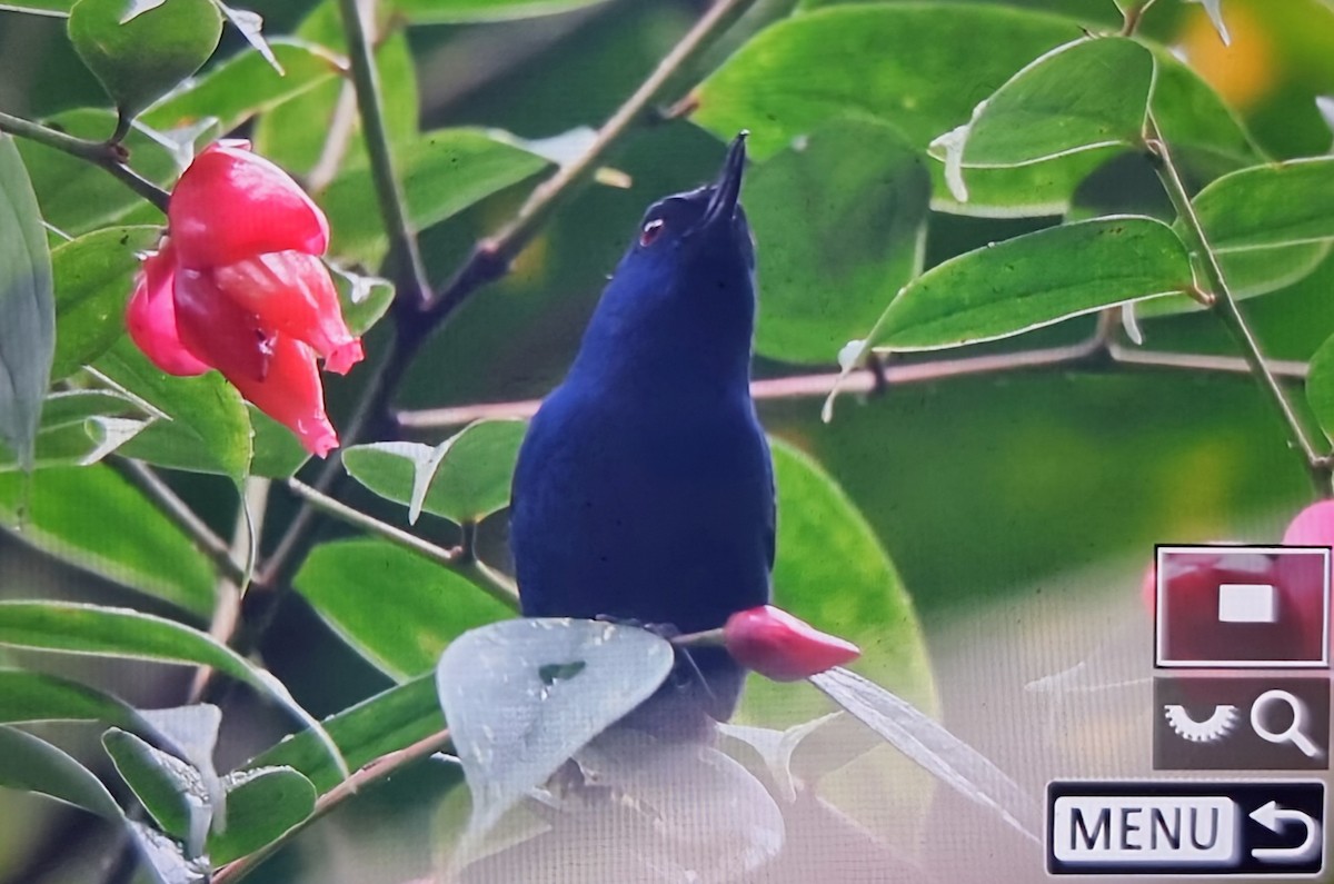 Indigo Flowerpiercer - ML652175511