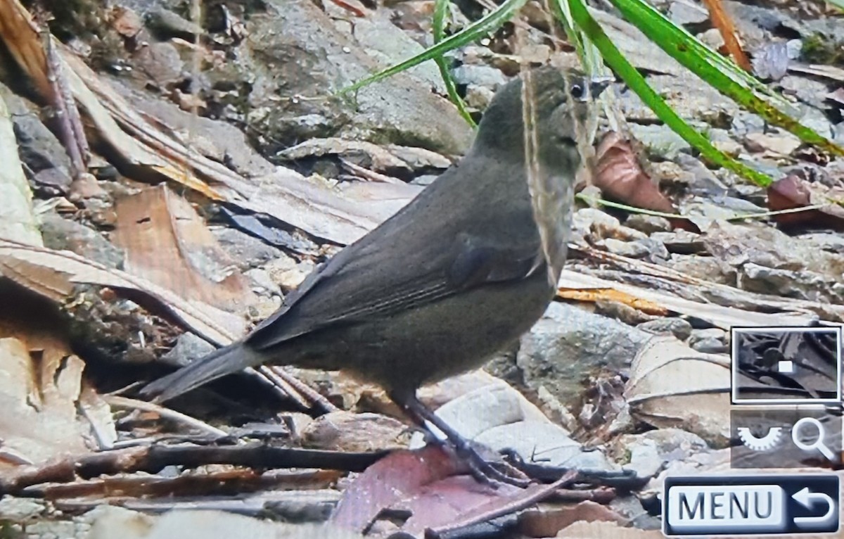 Slaty Finch - ML652175530