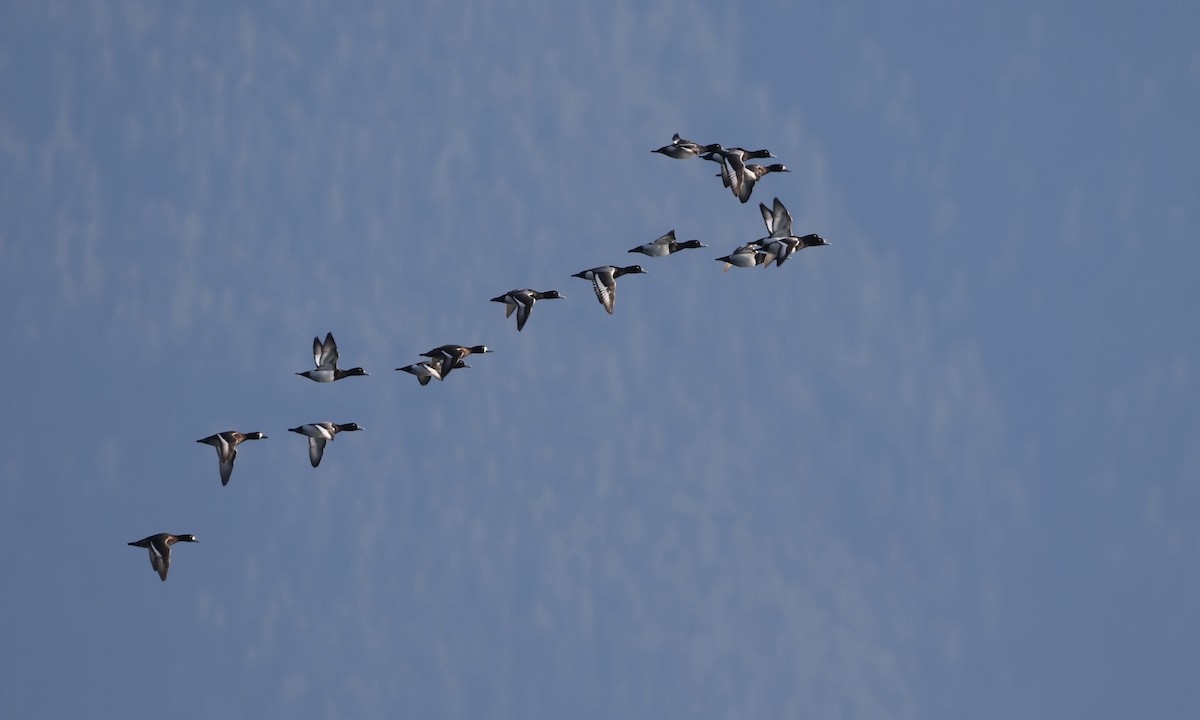 Тэнгисийн шумбуур - ML652175613