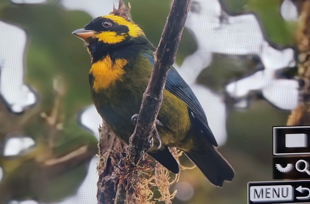 Gold-ringed Tanager - ML652175636