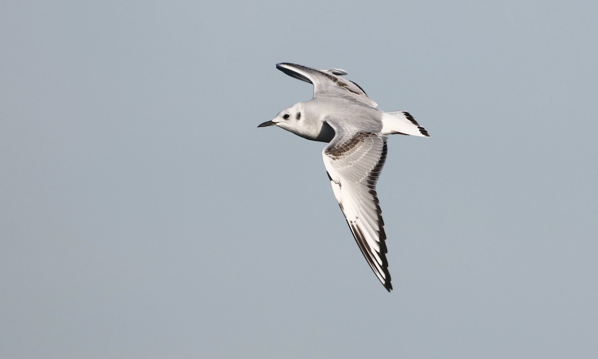 Bonaparte's Gull - ML652175662