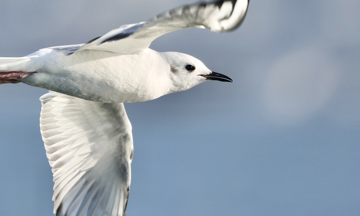 Bonaparte's Gull - ML652175663