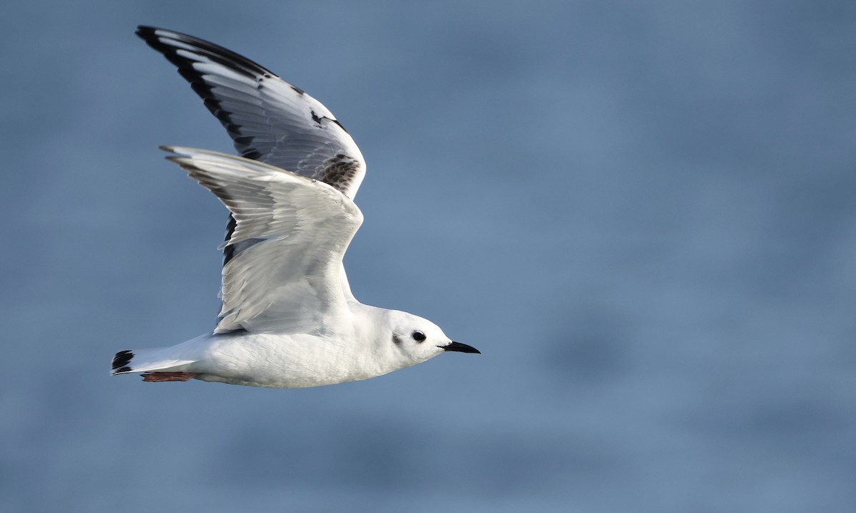 Bonaparte's Gull - ML652175664