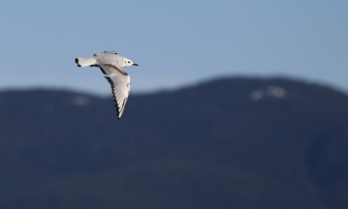 Bonaparte's Gull - ML652175665