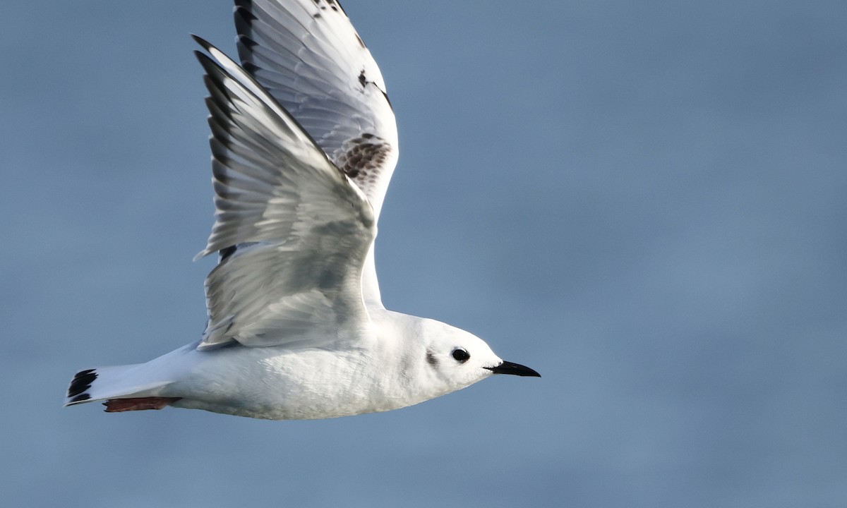 Bonaparte's Gull - ML652175666