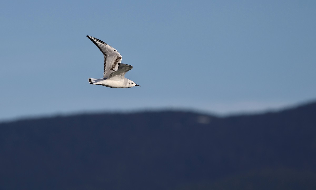 Bonaparte's Gull - ML652175667