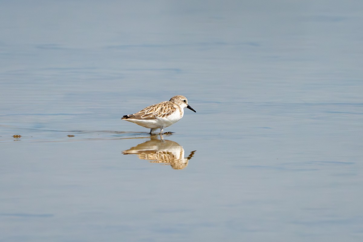 Correlimos Cuellirrojo - ML652175684