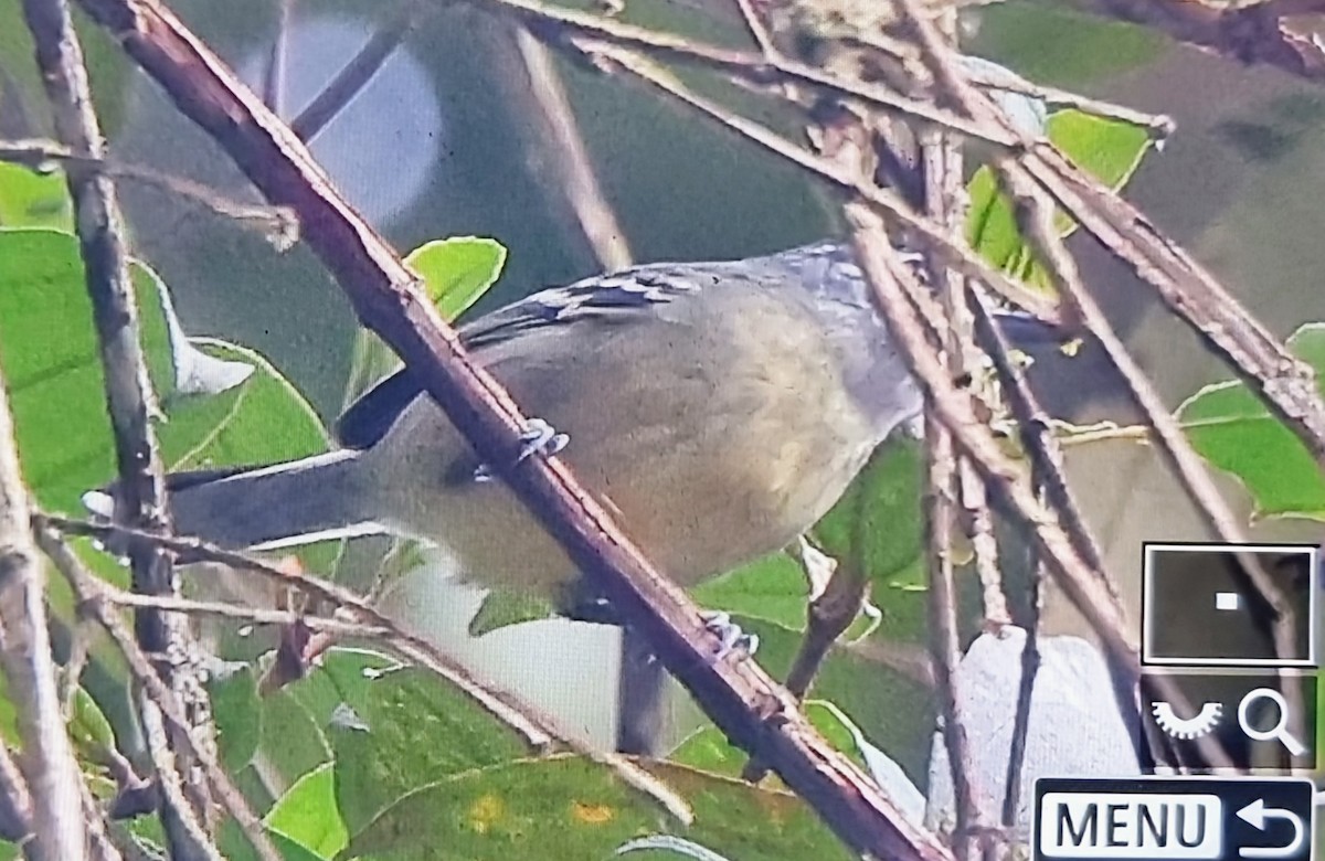 Yellow-breasted Antwren - ML652175685