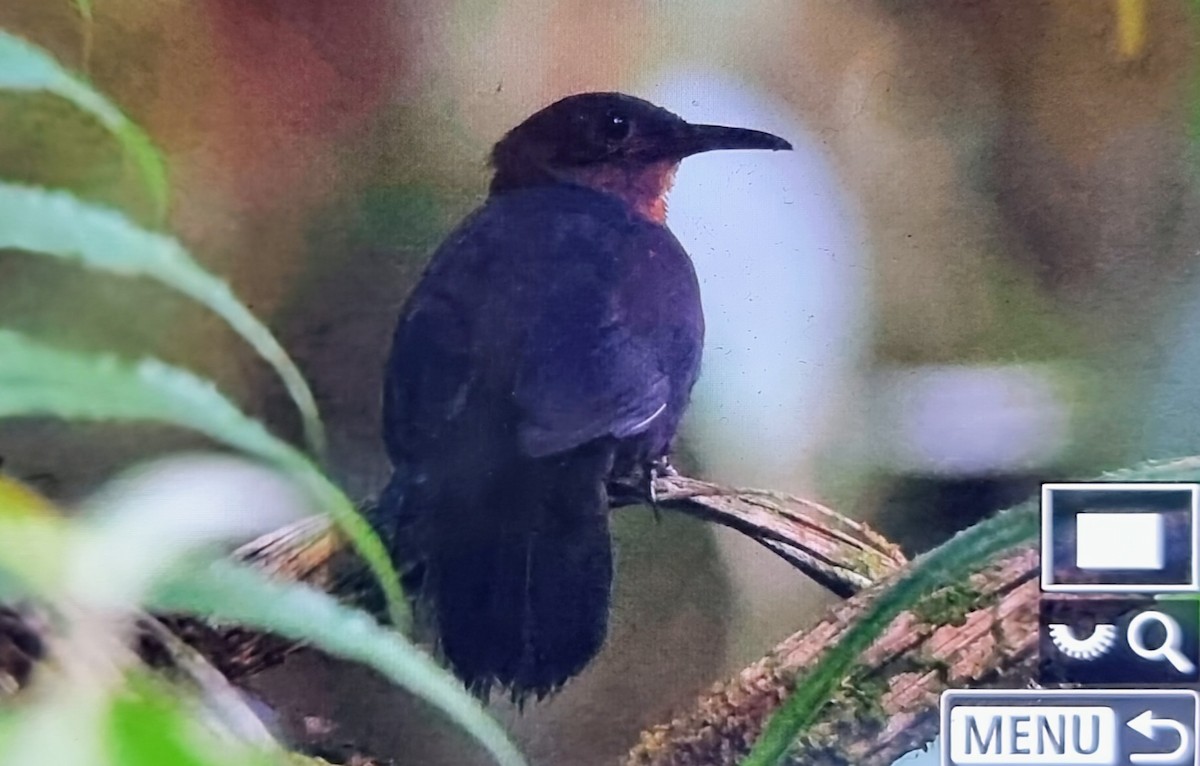 South American Leaftosser (Andean) - ML652175703