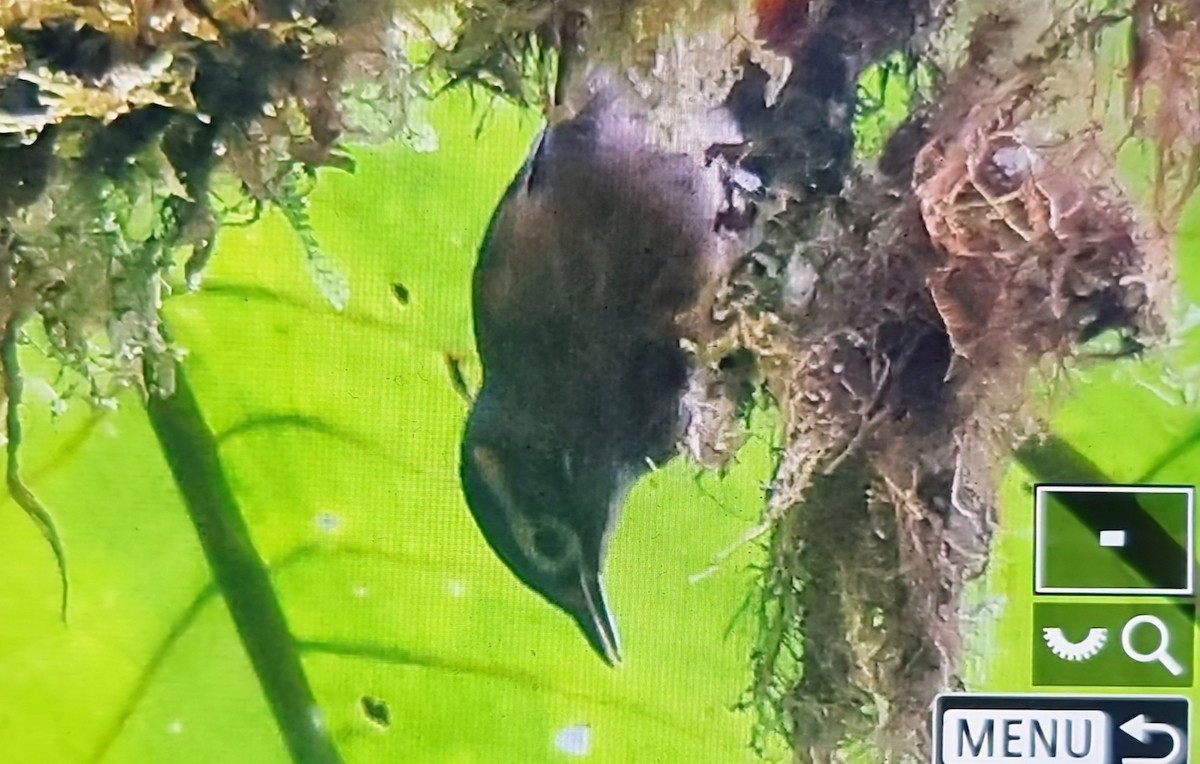 Scaly-throated Foliage-gleaner - ML652175710