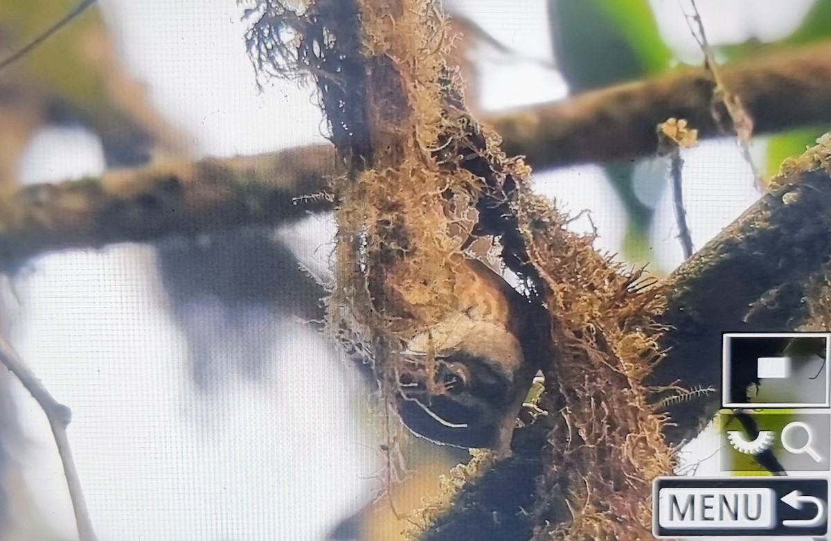 Scaly-throated Foliage-gleaner - ML652175711