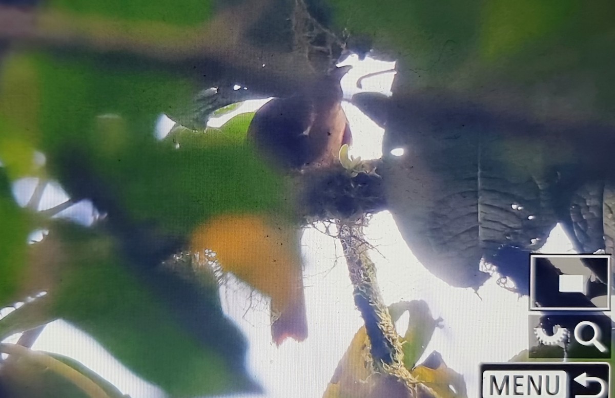 Buff-fronted Foliage-gleaner - ML652175716