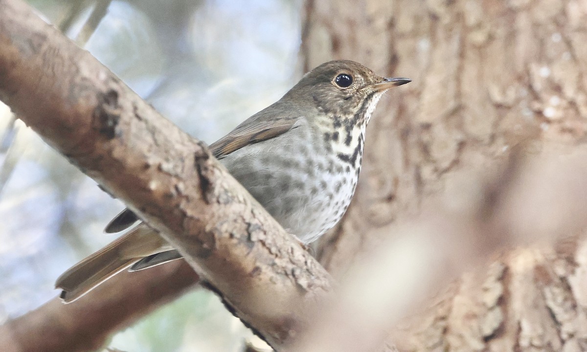 Hermit Thrush - ML652175724