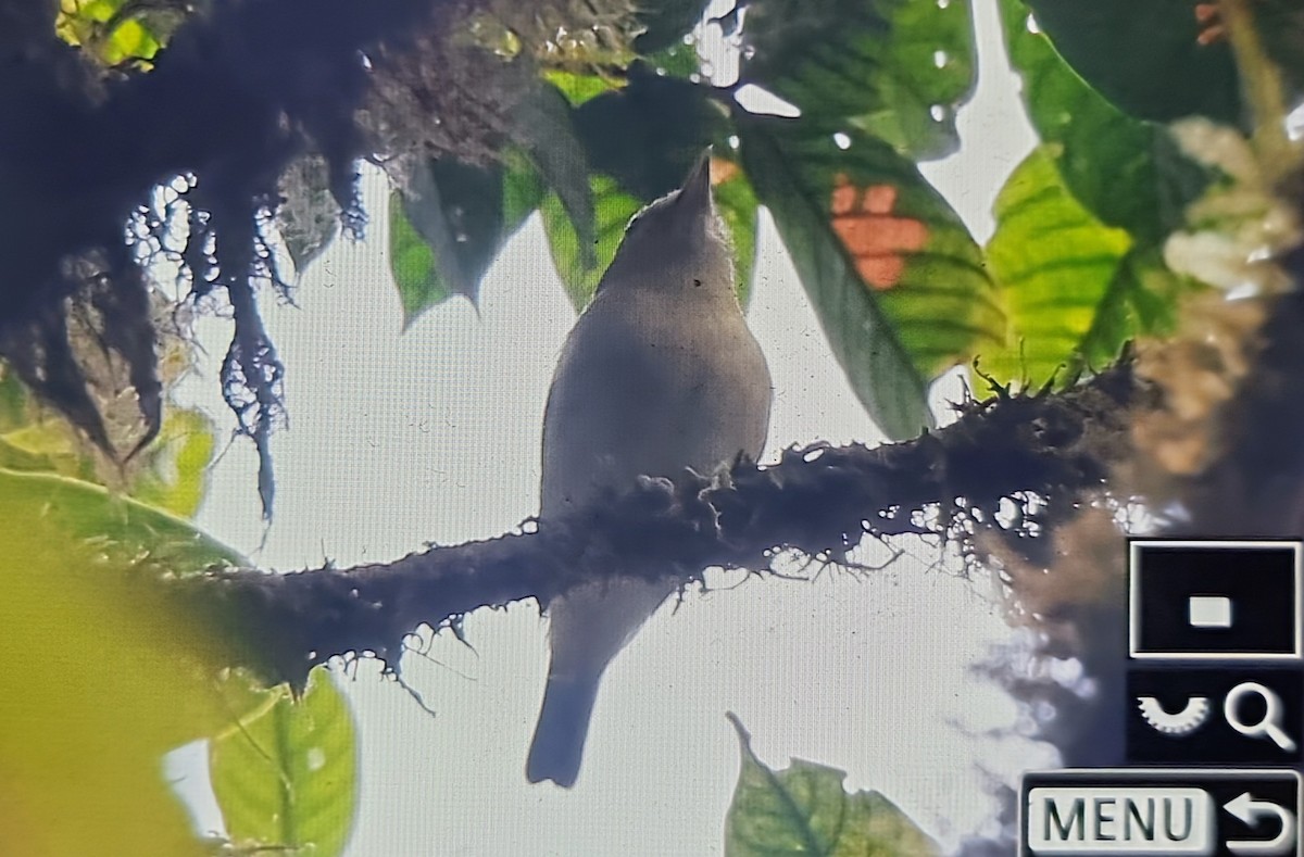 Choco Vireo - ML652175758