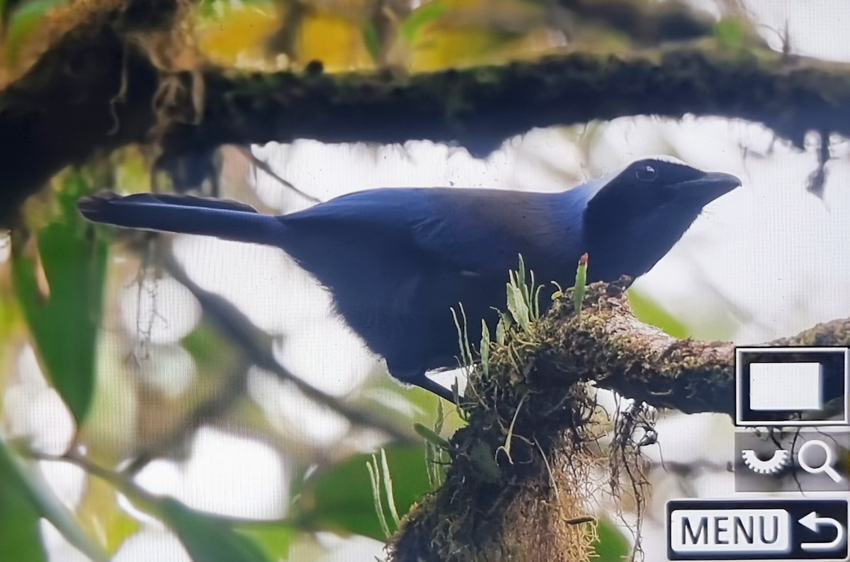 Beautiful Jay - ML652175771