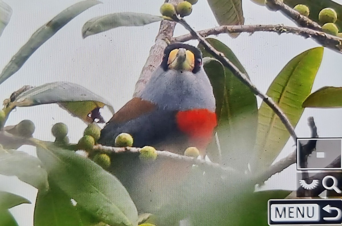 Toucan Barbet - ML652175813