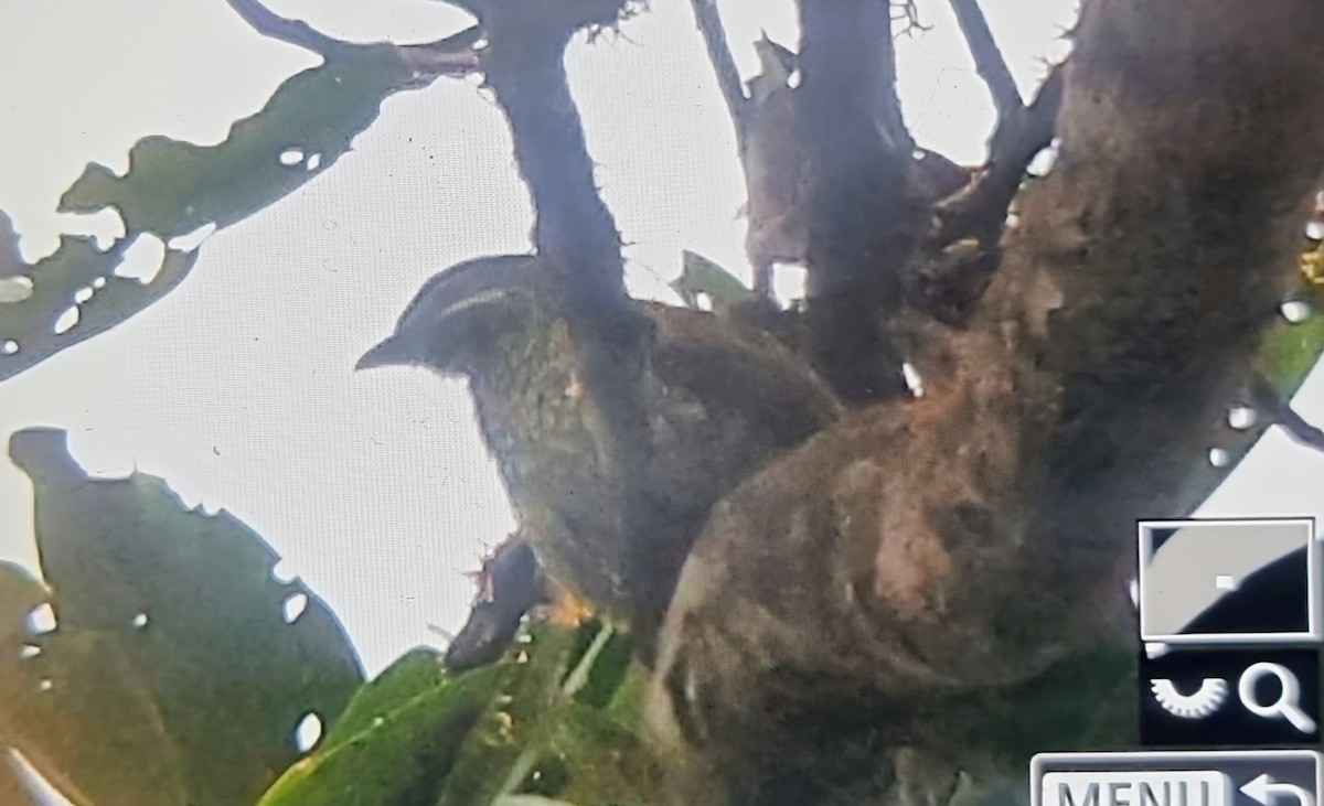 Scaled Fruiteater - ML652175816