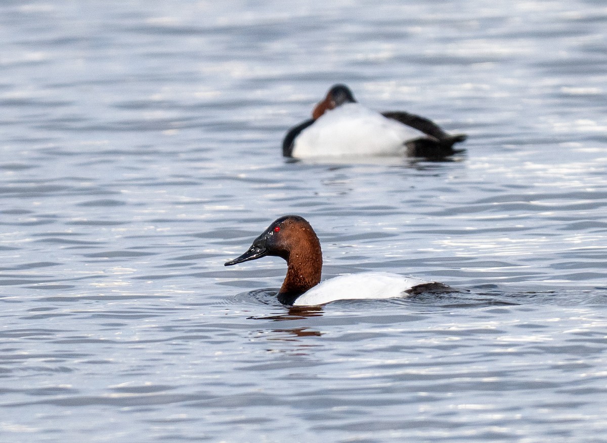 Canvasback - ML652175824