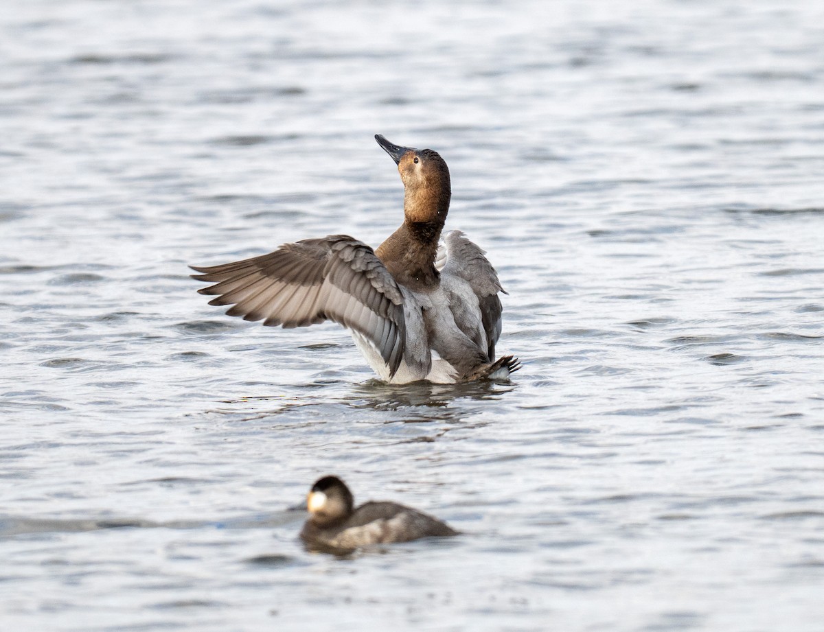 Canvasback - ML652175825