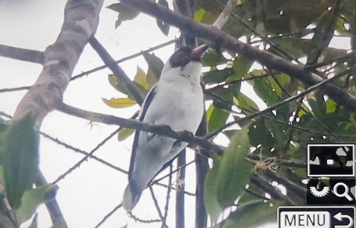 Masked Tityra - ML652175828