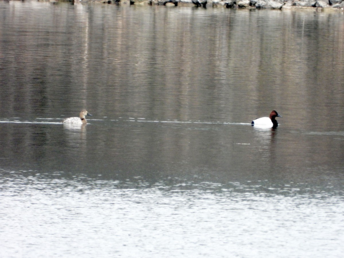 Canvasback - ML652176556