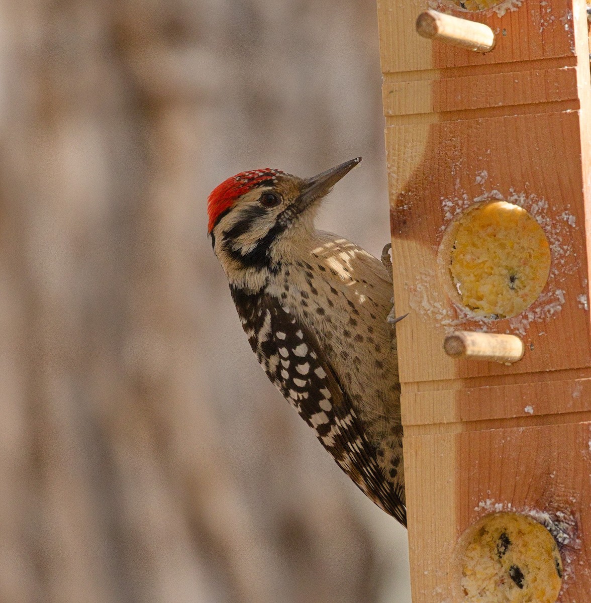 Ladder-backed Woodpecker - ML652176649