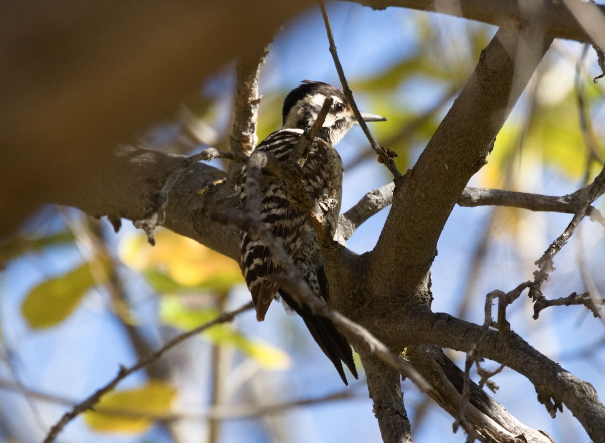 Ladder-backed Woodpecker - ML652176984