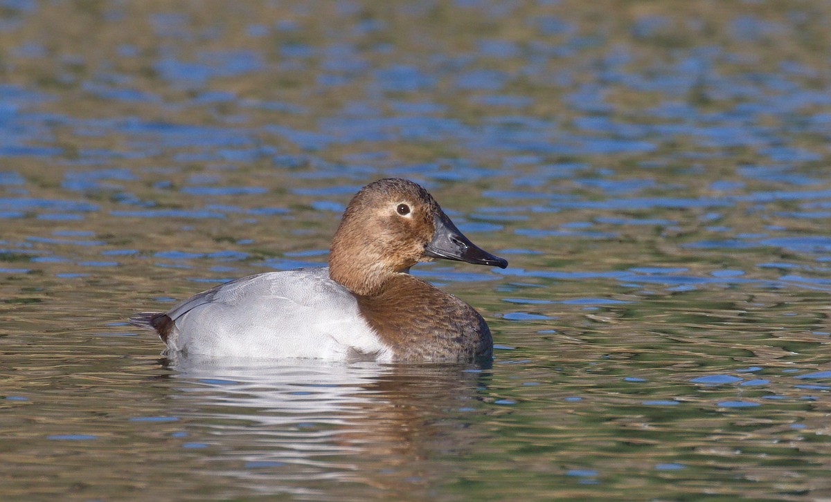 Canvasback - ML652177006