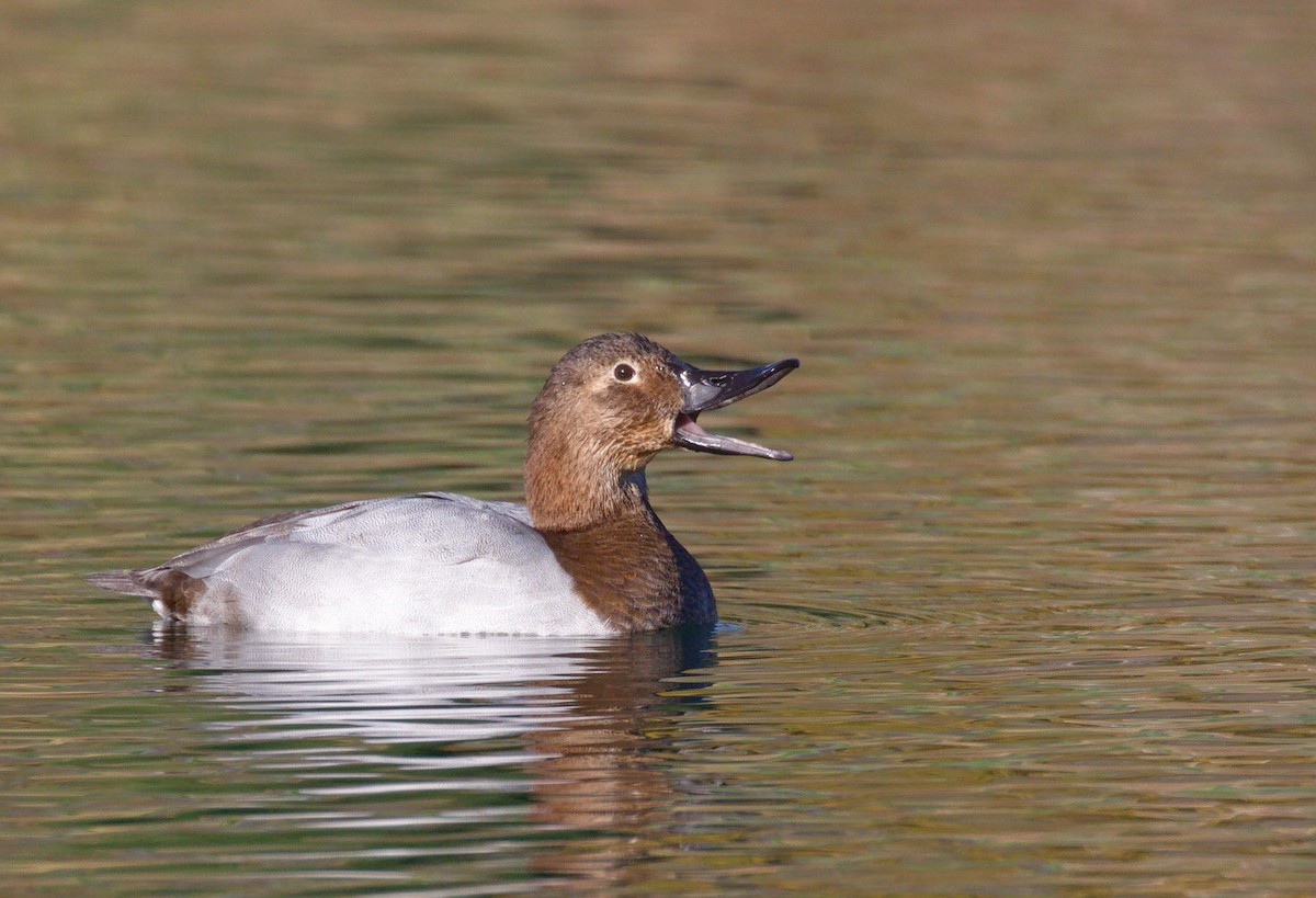 Canvasback - ML652177023